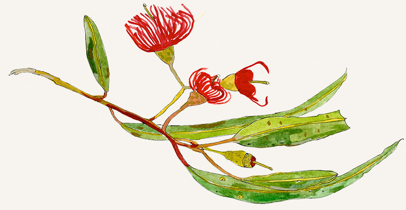 A watercolour illustration of a flowering australian plant