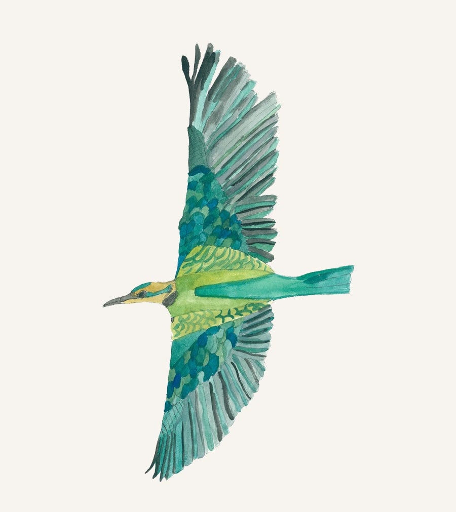 A watercolour illustration of a flying green bird