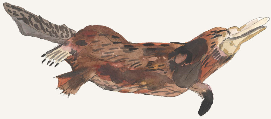 A watercolour illustration of a platyus