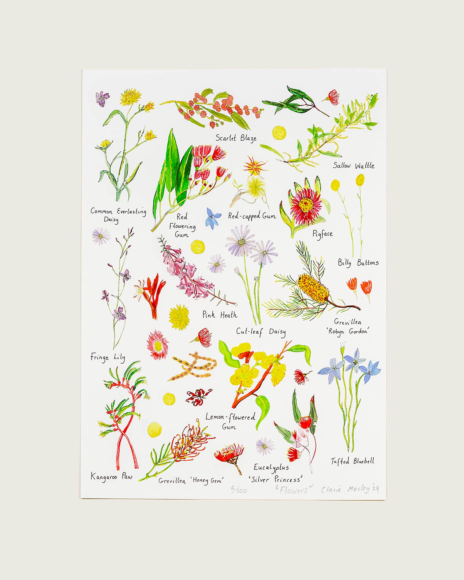 A Print ~ Flora of Australia