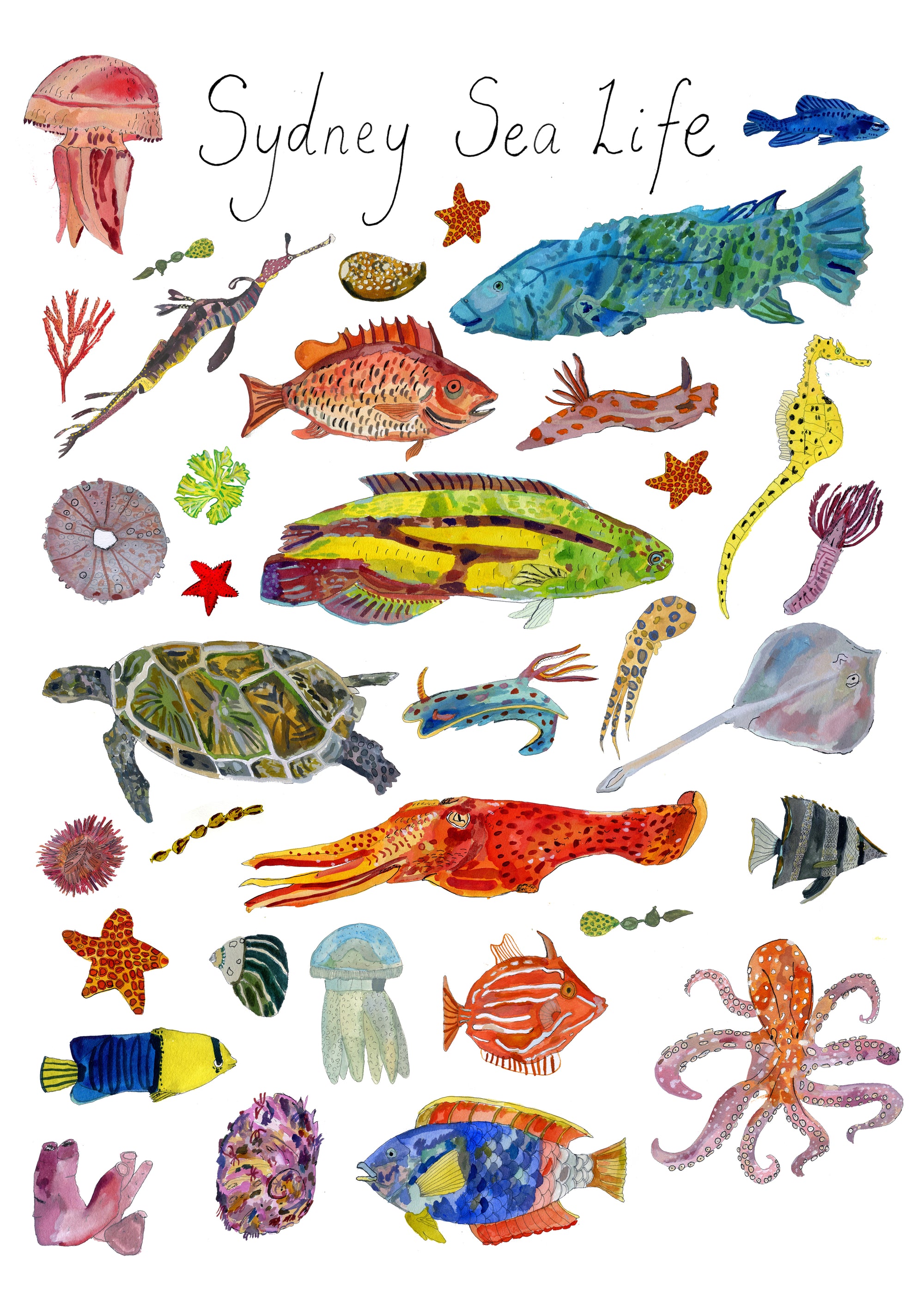 A Print ~ Sea Life of Sydney