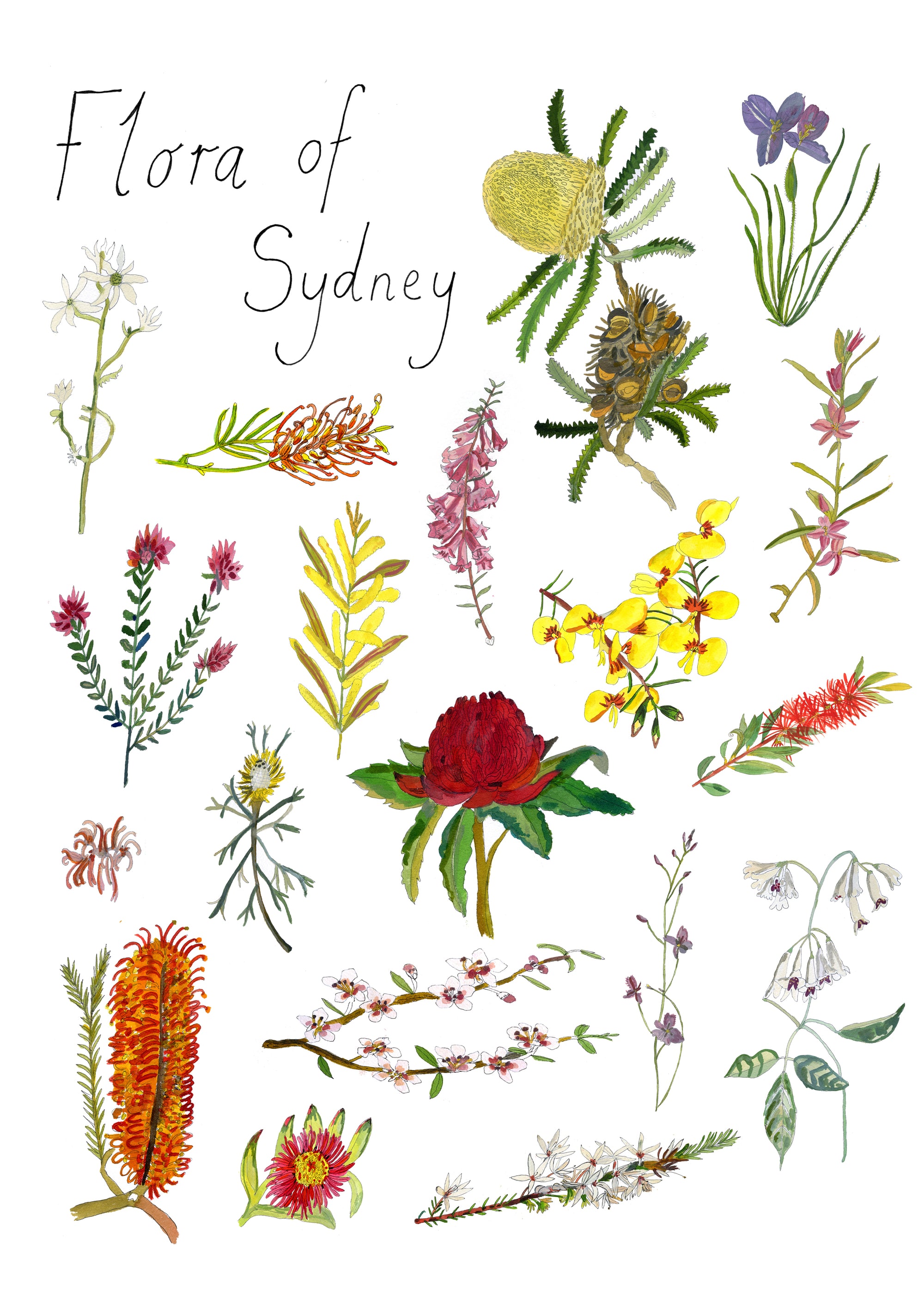 A Greeting Card  ~ Flora of Sydney