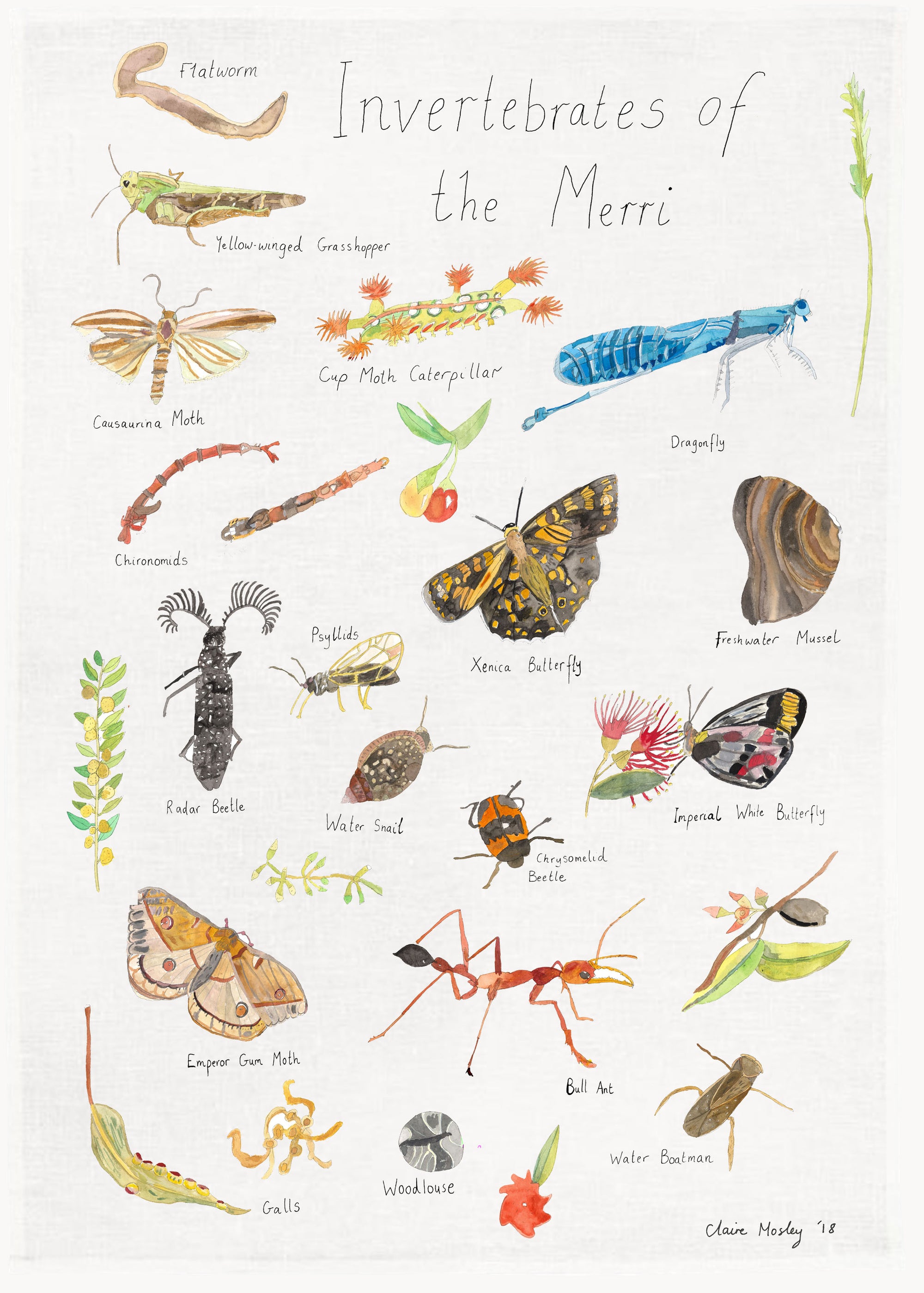 A Greeting Card ~ Invertebrates Of The Merri