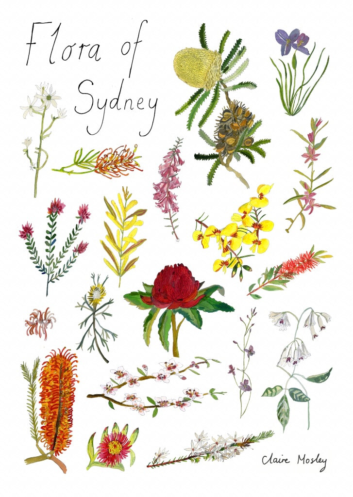 A Print ~ Flora of Sydney