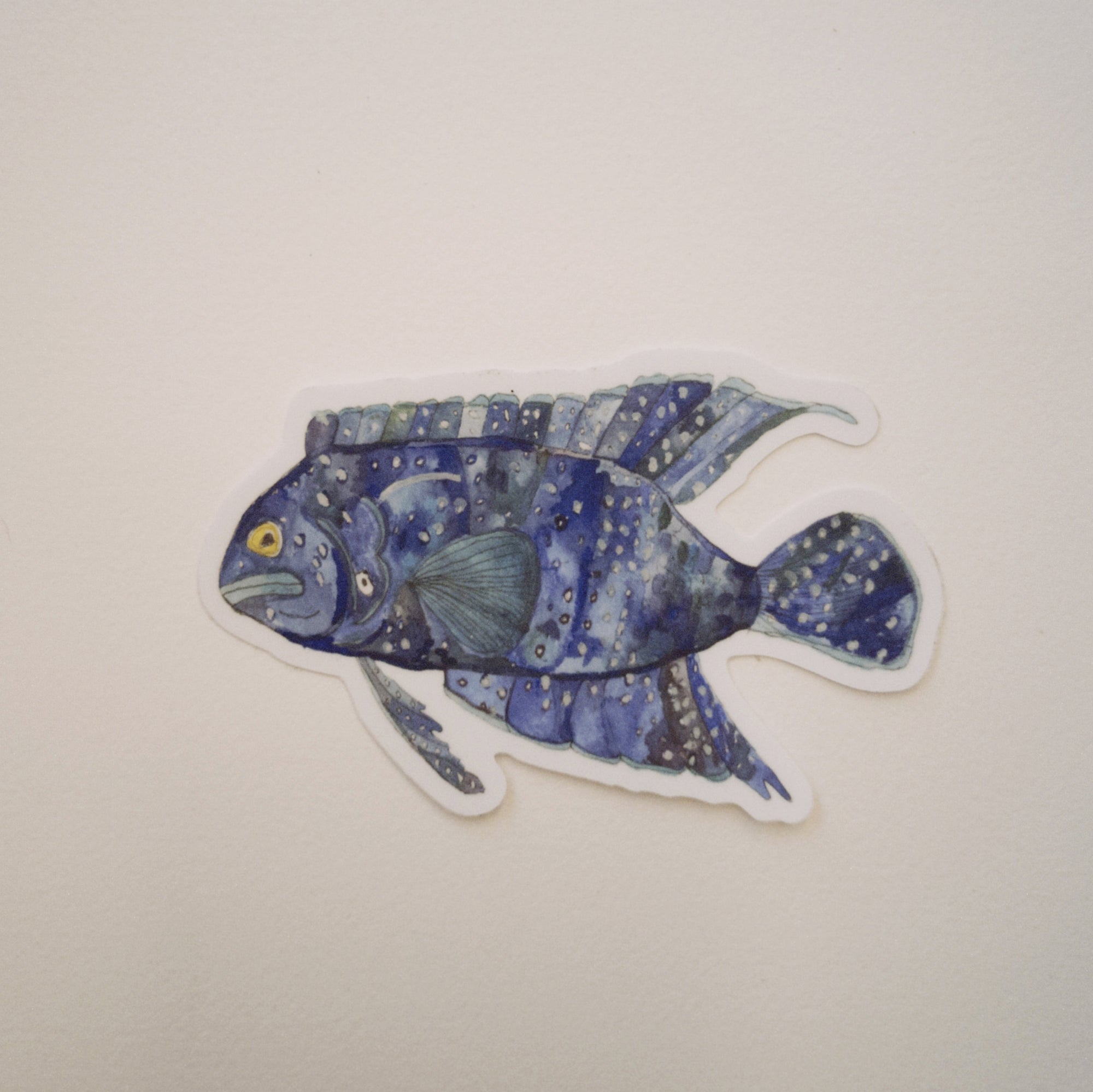 Southern Blue Devil Fish