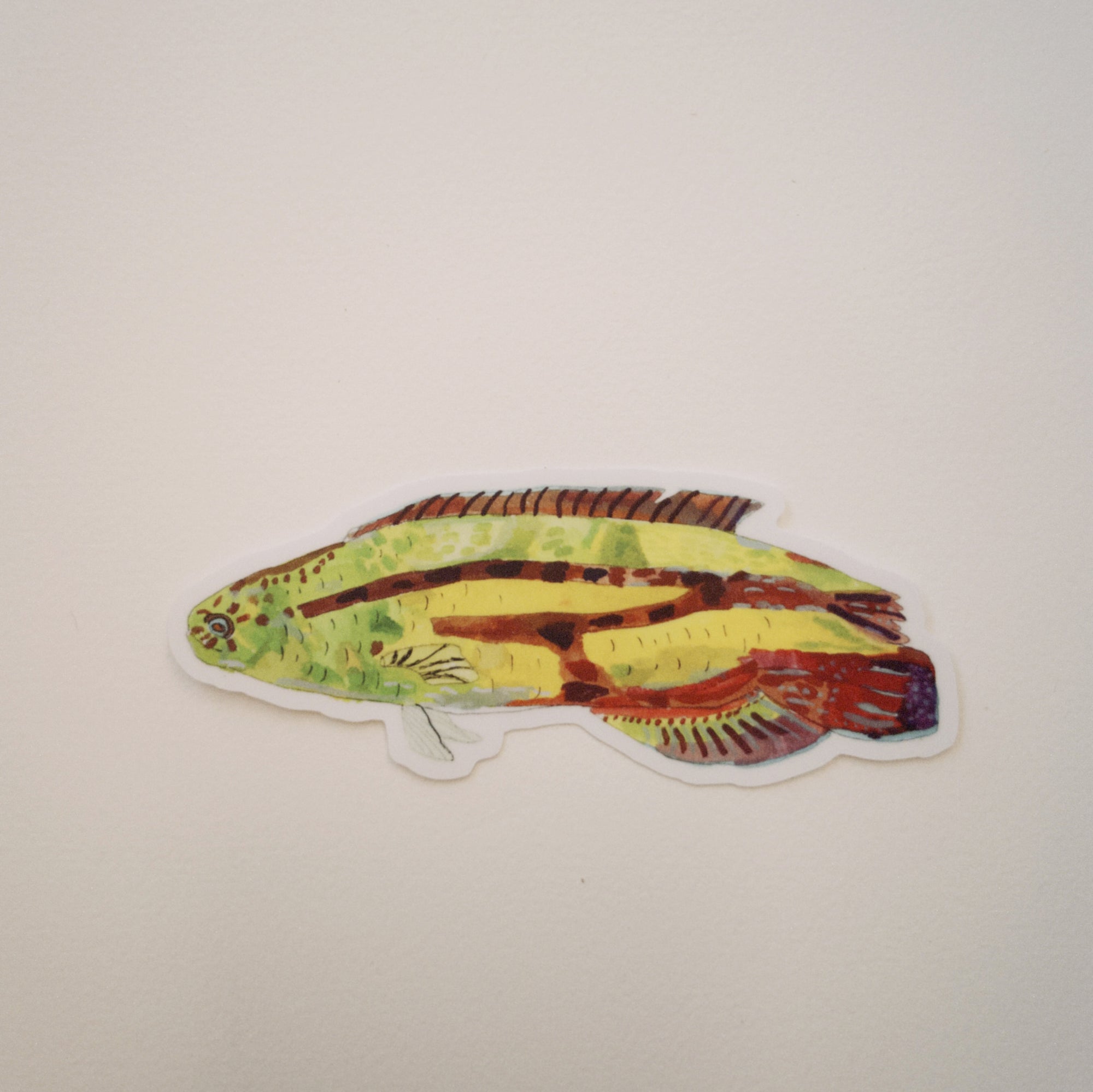 Rainbow Wrasse Sticker