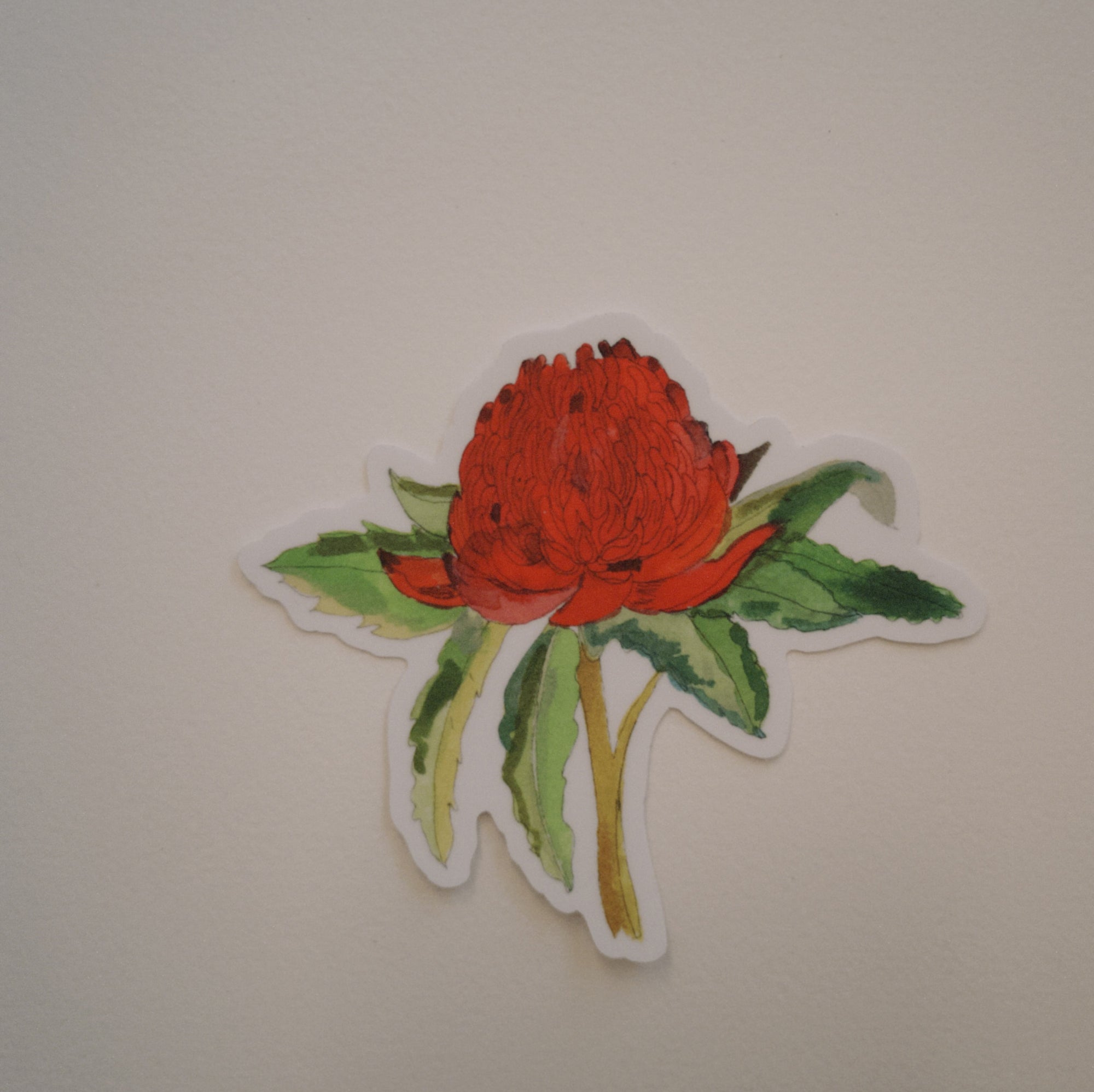 Waratah Sticker