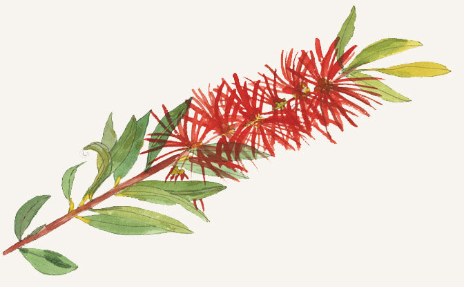 A watercolour illustration of a bottlebrush flower