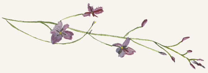 A watercolour illustration of a purple flower branch