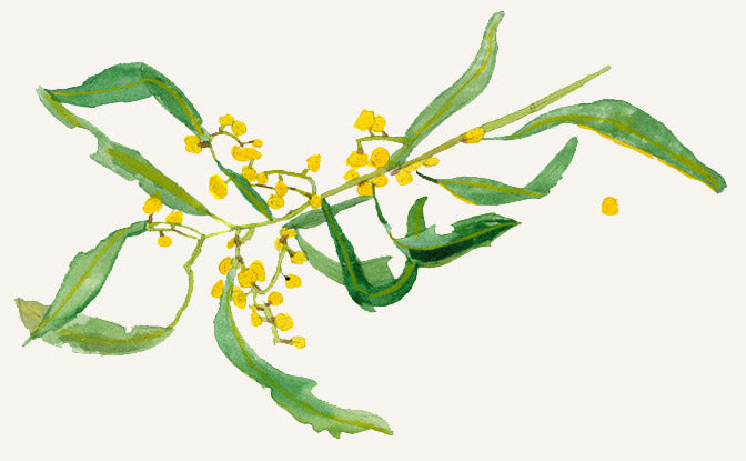 A watercolour illustration of a wattle branch