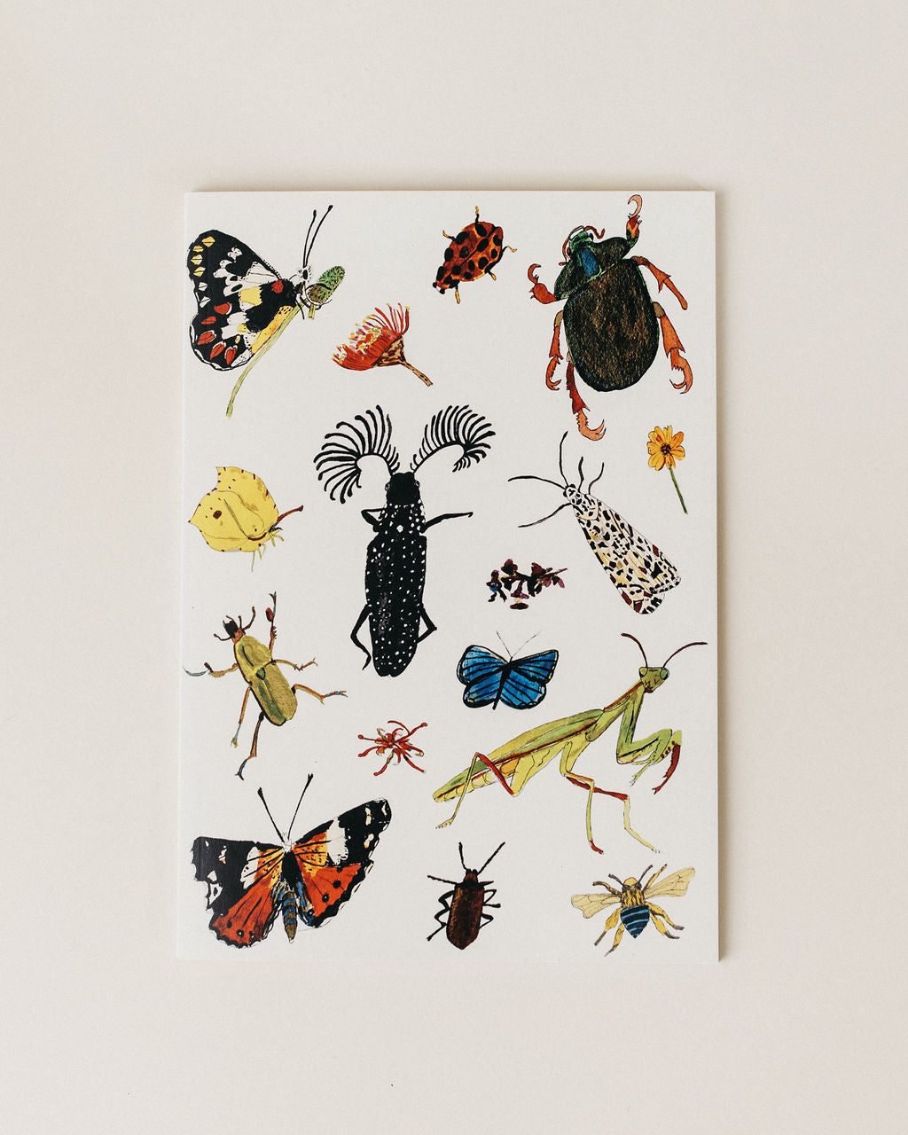 A Notebook ~ Insects