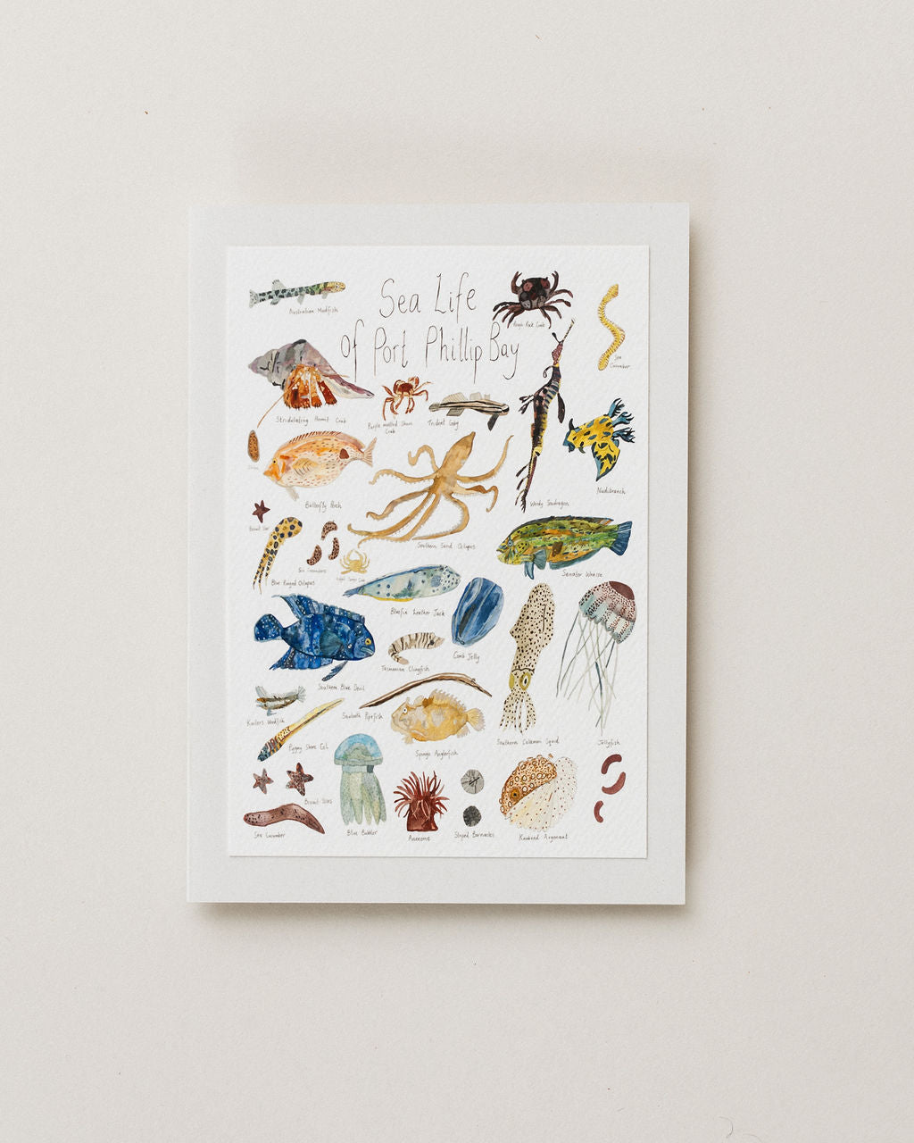 A Greeting Card ~ Sea Life of Port Phillip