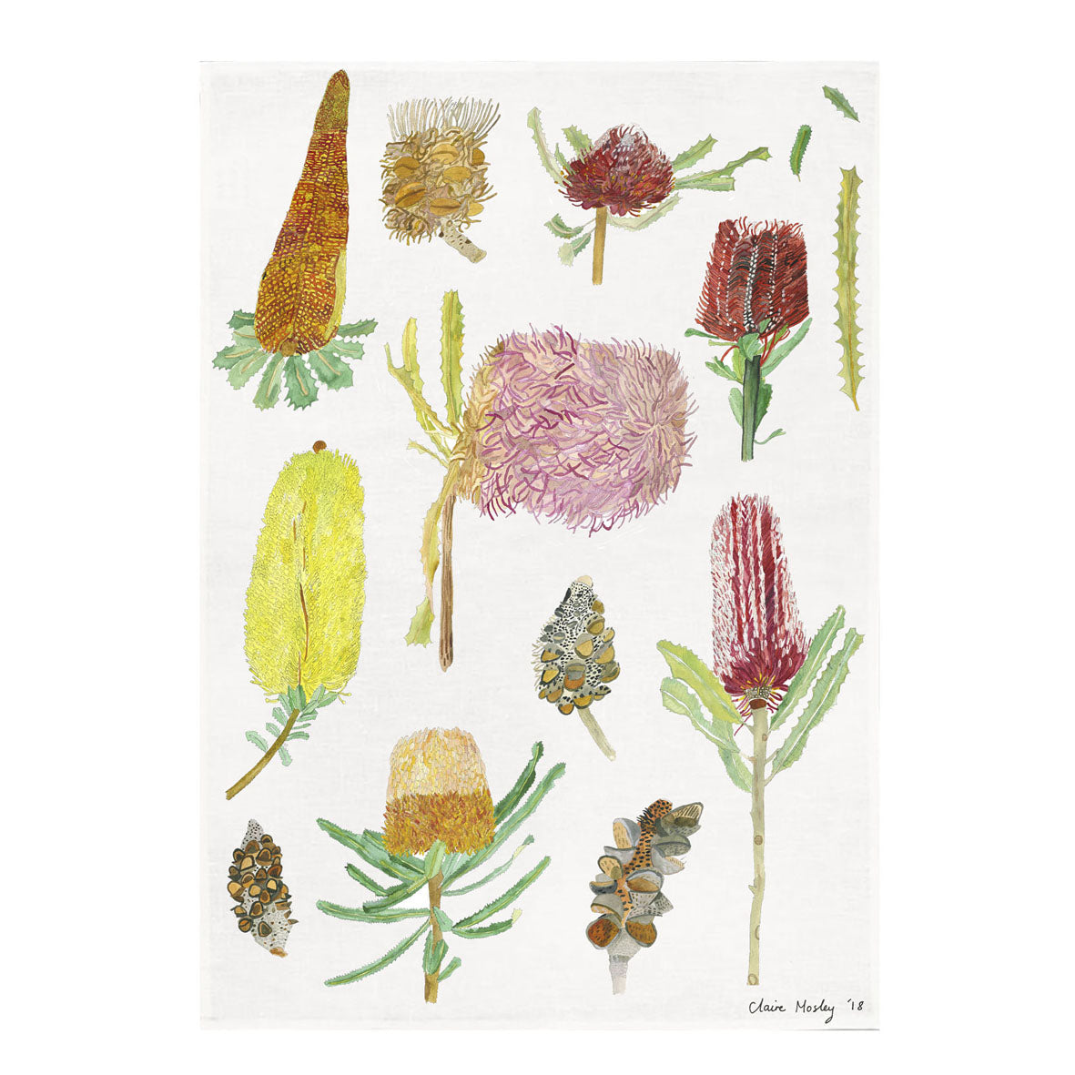 A Tea Towel ~ Banksia