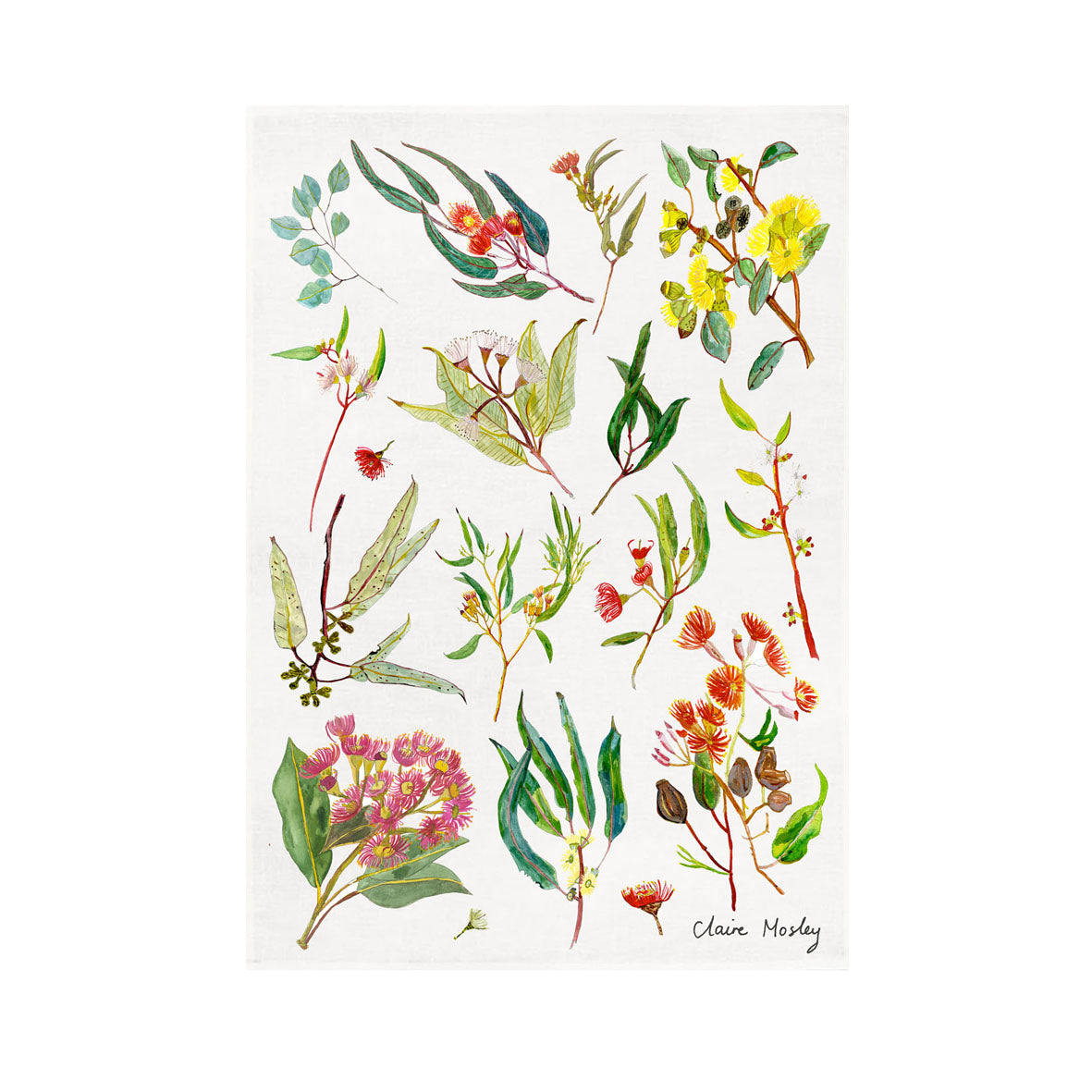 A Tea Towel ~ Eucalyptus