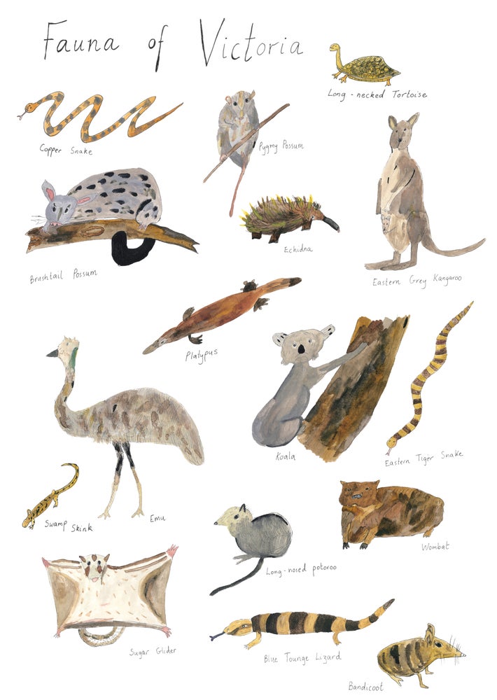 A Print ~ Fauna Of Victoria
