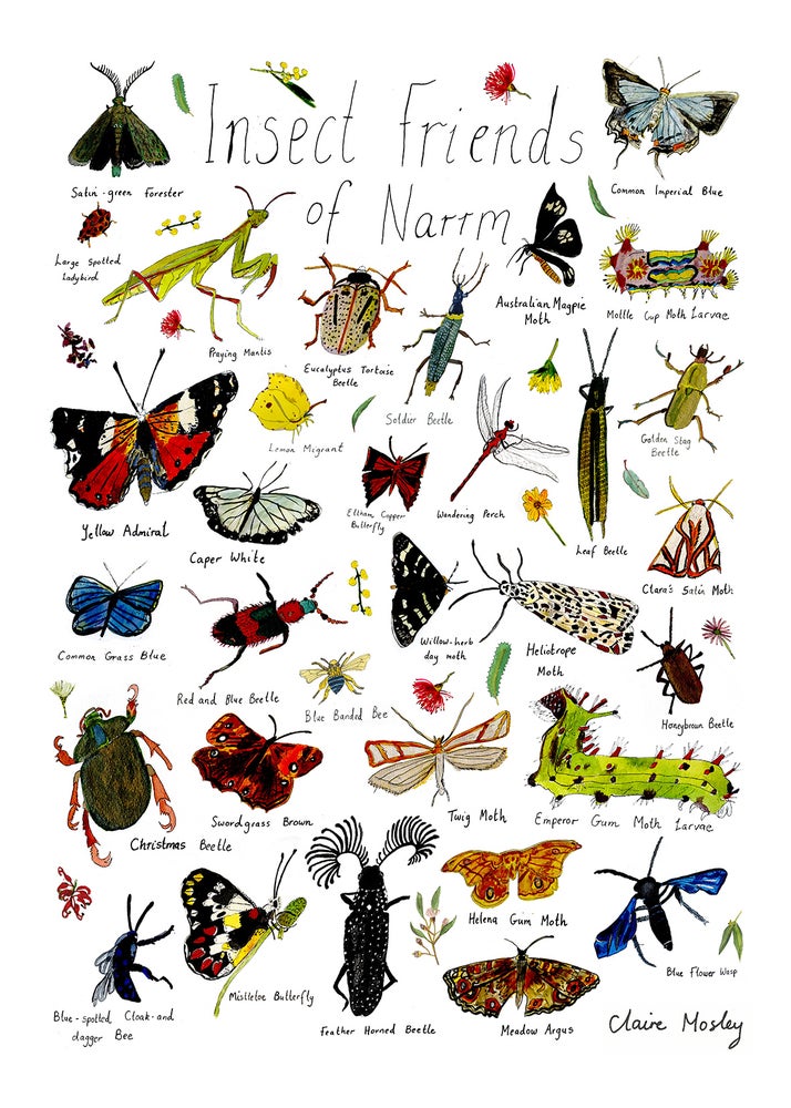 A Print ~ Insect Friends of Narrm