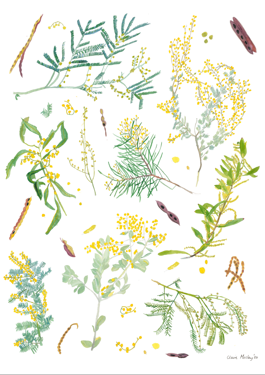 A Print ~ Wattle