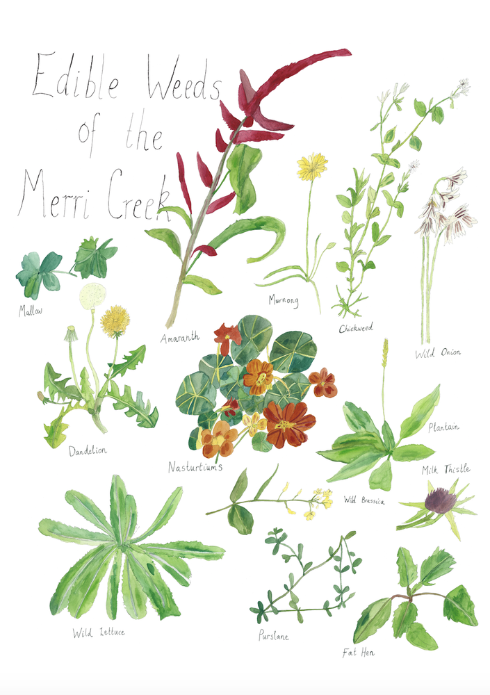 A Print ~ Edible Weeds of the Merri Creek