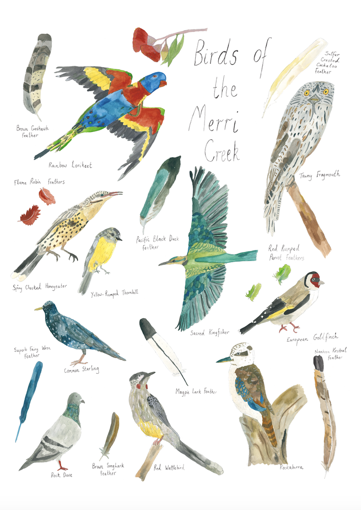 A Print ~ Birds of the Merri Creek
