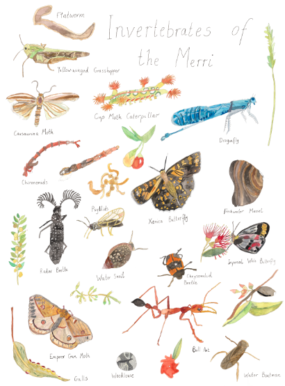 A Print ~ Invertebrates of the Merri Creek