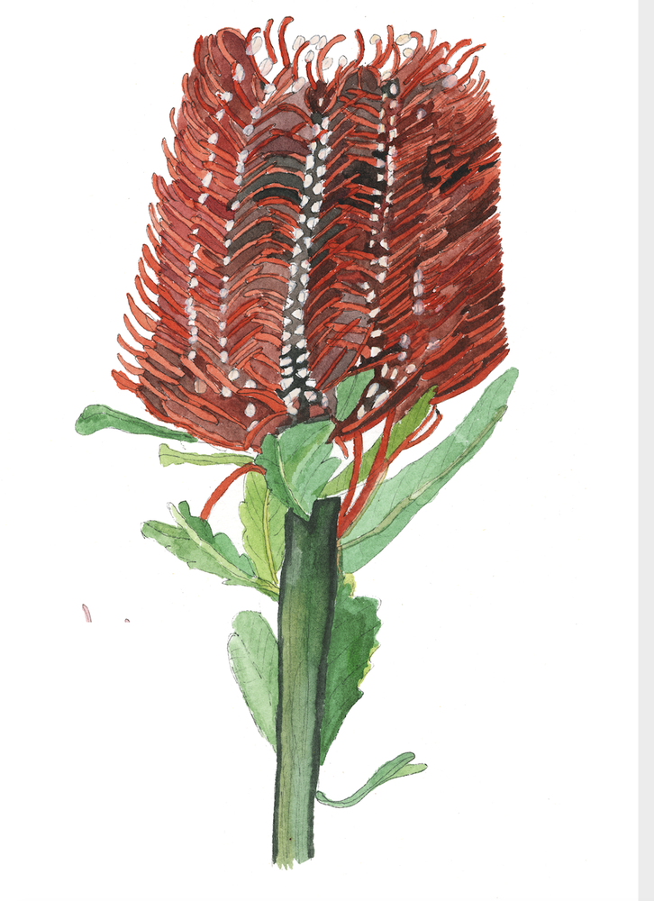 A Greeting Card ~ Red Banksia