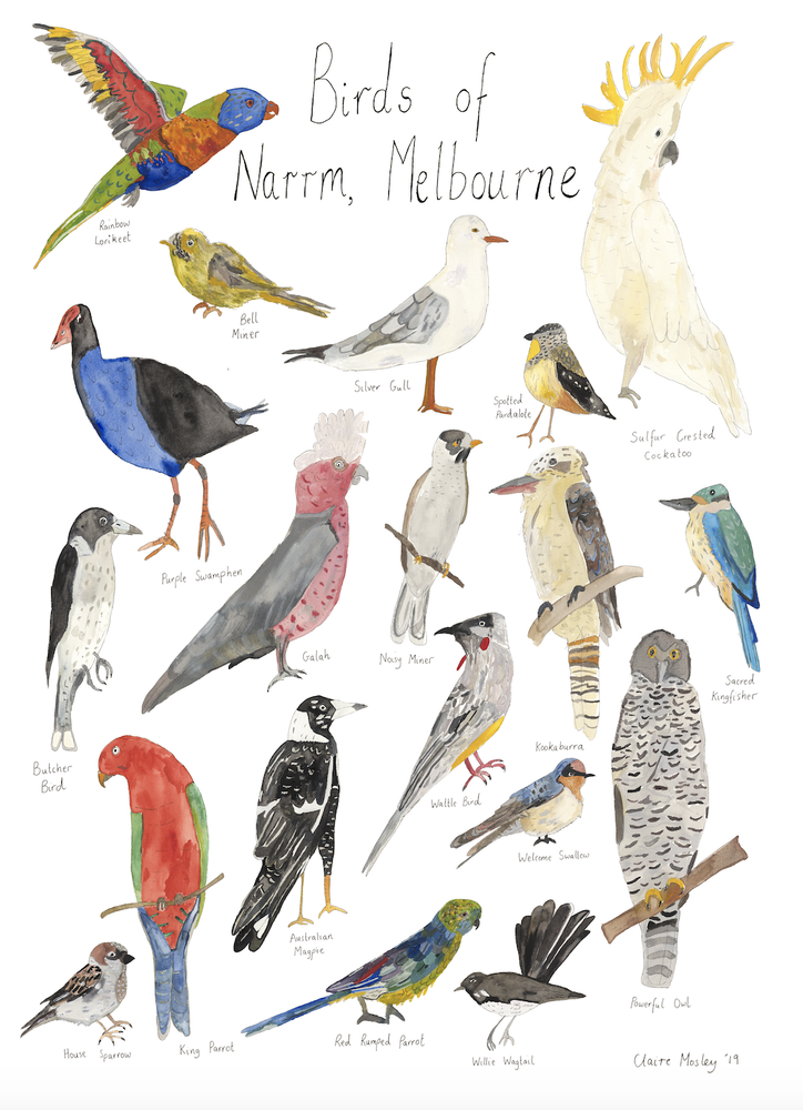 A Print ~ Birds Of Narrm (Melbourne)