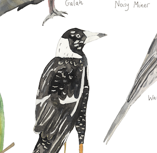 A Print ~ Birds Of Narrm (Melbourne)