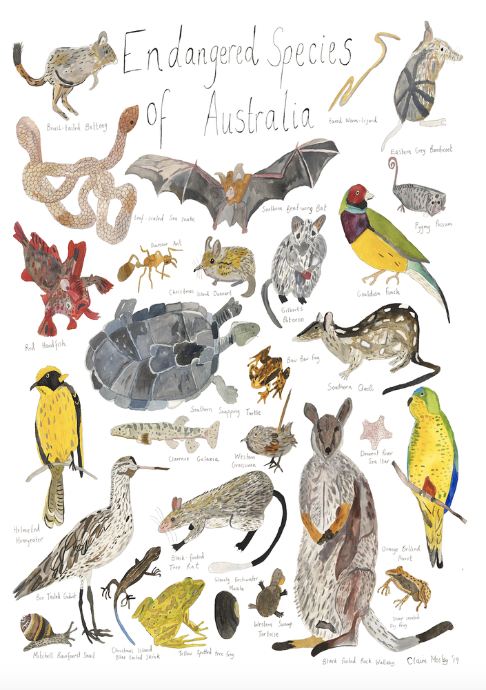 A Print ~ Endangered Species Of Australia