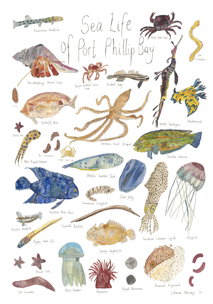 A Print ~ Sea Life of Port Phillip