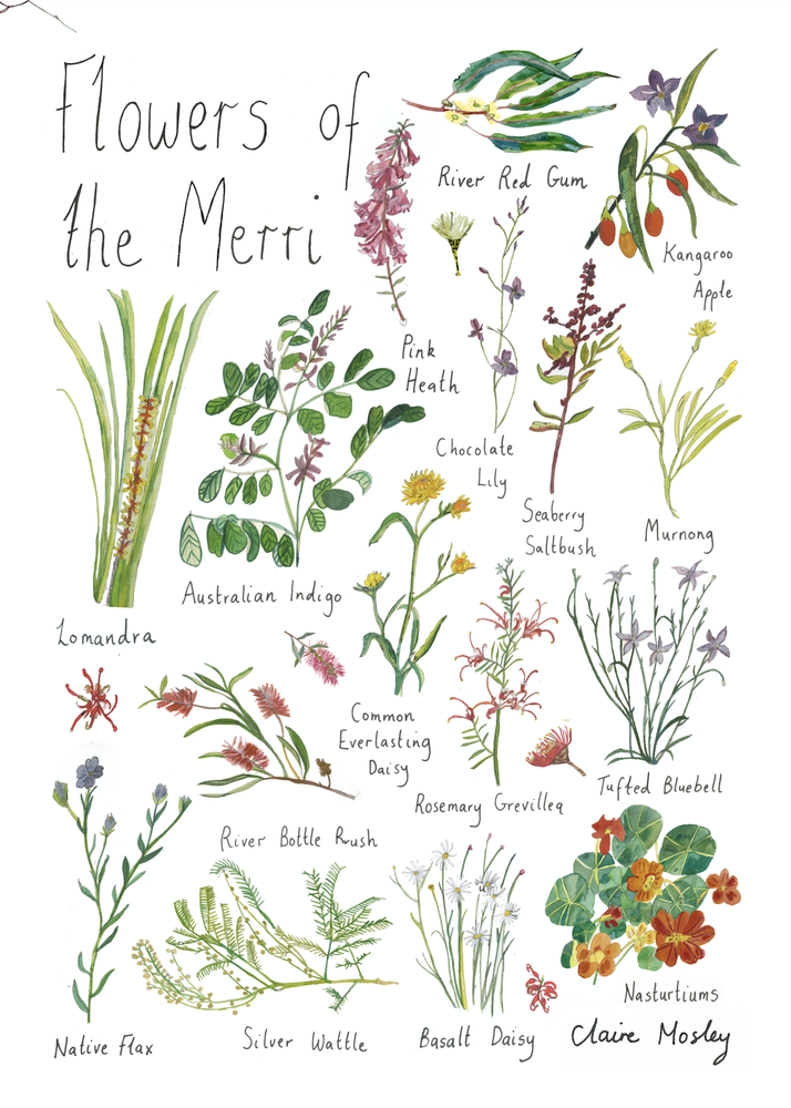 A Print ~ Flowers of the Merri