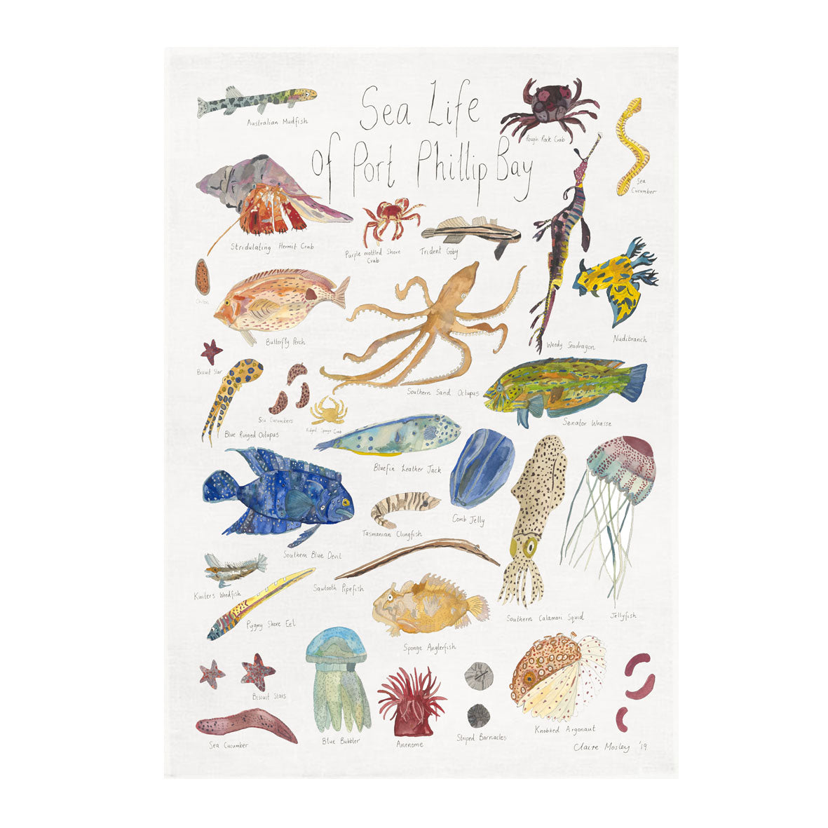 A Tea Towel ~ Sea Life of Port Phillip Bay