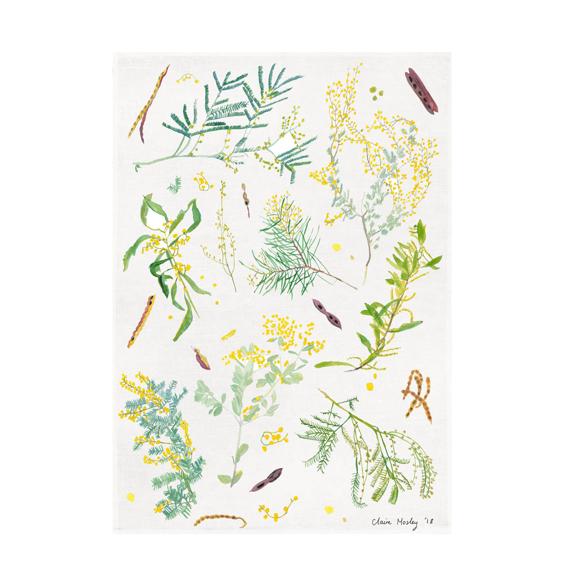 A Tea Towel ~ Wattle